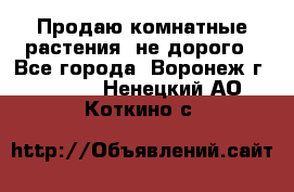 Продаю комнатные растения  не дорого - Все города, Воронеж г.  »    . Ненецкий АО,Коткино с.